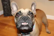 jolene.webp jolene.webp