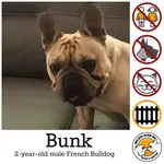 bunk.webp