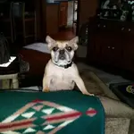 coco.webp