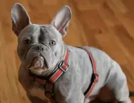 stanley.webp