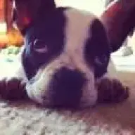 Estel the frenchie