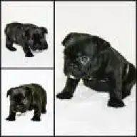 ItalianFrenchie77