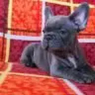 frenchbulldogforsale