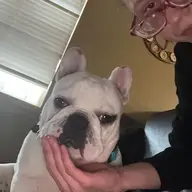 French bulldog tank