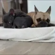 Waffle&Bacon's Mom