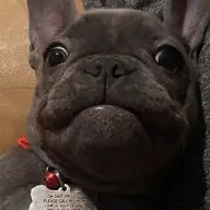 LulusHuman
