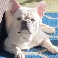 Coorsthefrenchie