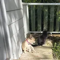 AngelFrenchie