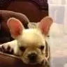 LuvMyBullies