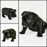 ItalianFrenchie77