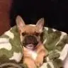 Carlosthefrenchie