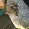 Slopez