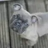 Dexterthefrenchie