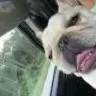 Foster
