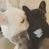 bennynshea