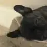 PeaceLoveNfrenchies