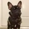 MisterBiggs