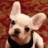 Alvin