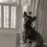 ANTVEX