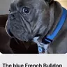 Bleu jackson
