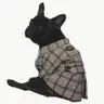 FrenchFrenchie
