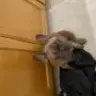 FrenchieOwner