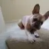 CutieFrenchie
