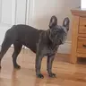 Ped
