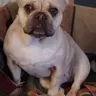 Shellyanne