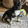 Roccosmom