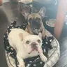 Spanky and Dozer