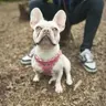Aurathefrencie