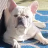 Coorsthefrenchie