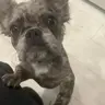fluffycali