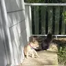 AngelFrenchie