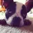 Estel the frenchie