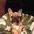 Carlosthefrenchie