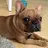 GirlandFrenchie