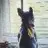 Dogdebt