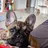 Fred the wonderdog