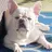 Coorsthefrenchie