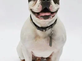 ~Bowie~French Bulldog Available for Adoption in Iowa