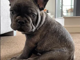 9 weeks old puppy diarrhea