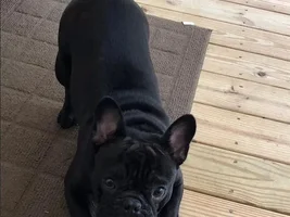 4 PAW MEMBERS!!! Please VOTE for your favorite Frenchie-TINES!!!