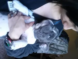 ~ENTER HERE~ Mother's Day Contest ~ May Frenchie of the Month
