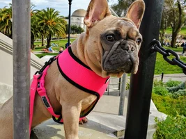 Sightseeing Frenchies