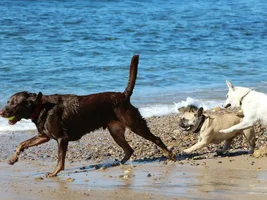 Making friends at the beach