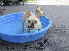 ENTER HERE ~ Frenchie of the Month Contest ~ Summertime Frenchies!!