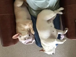 4 Paw Members, PLEASE VOTE for your favorite dads!!!