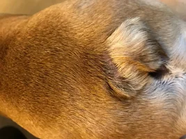 Possible Allergies? Hives / Hot Spots